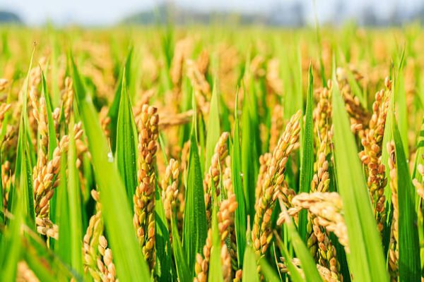 TerreNov Africa farming